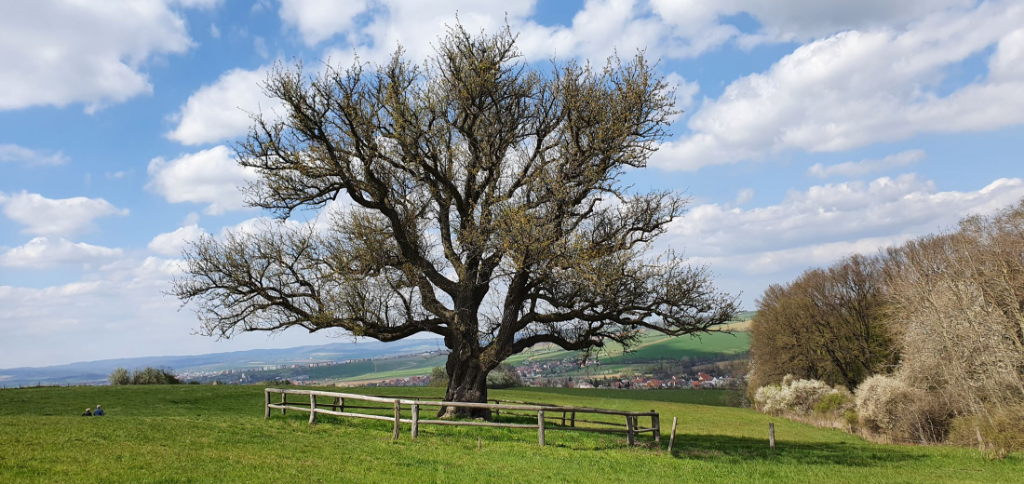 Hrušeň nad Míkovicemi