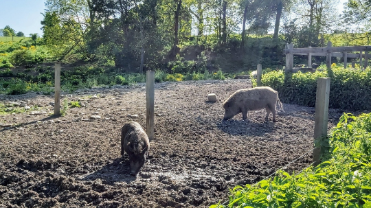 Vyhlídka na divoká prasata u Zooparku Jelení